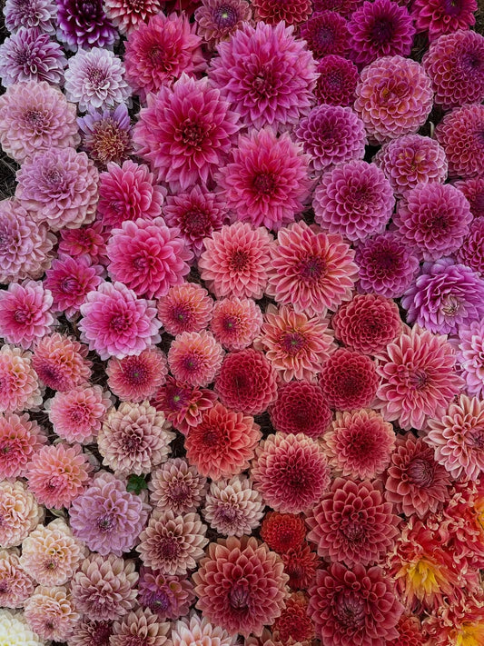 Dahlias seasonal flowers